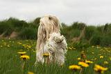 SHIH TZU 331